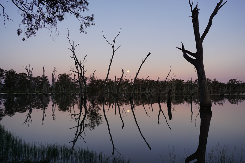 Mullinger Swamp, on the SA/VIC border.